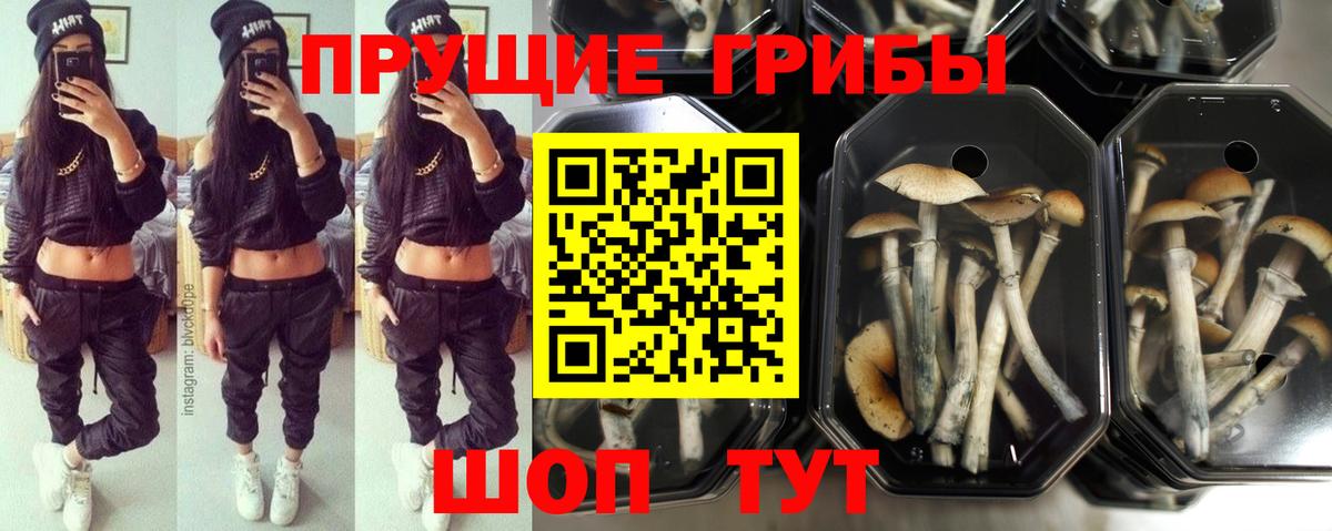 Псилоцибиновые грибы мицелий Алушта
